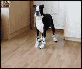 dog-wearing-shoes